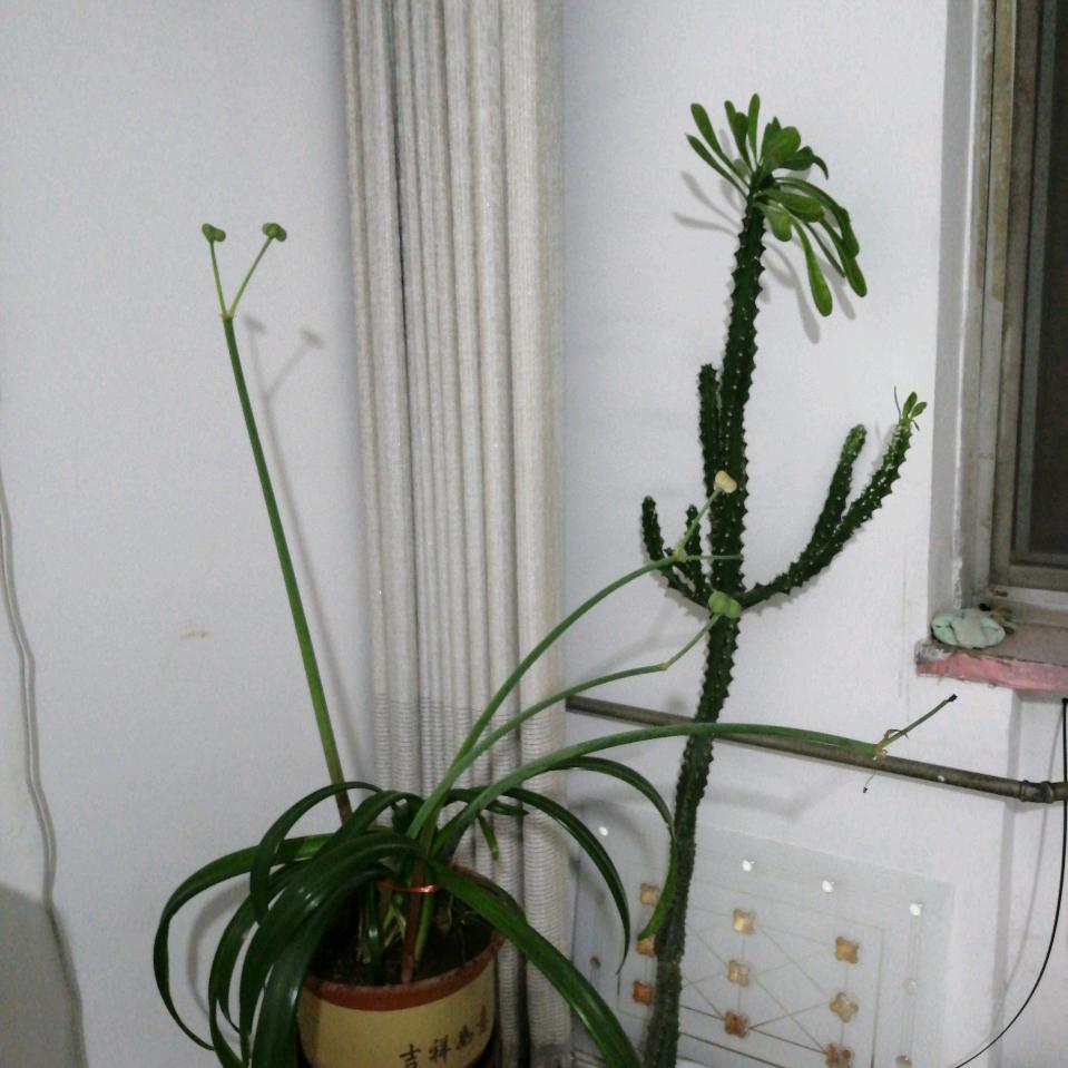 碧海金珠