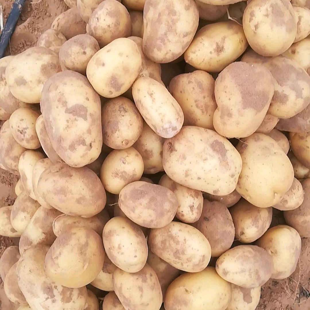 土豆 大王