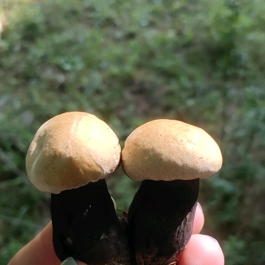 记忆碎片的宫殿