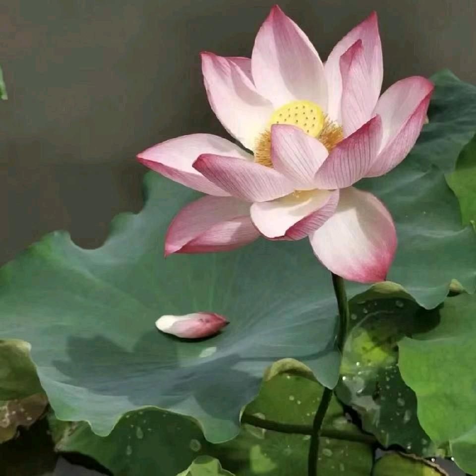 •看破红尘，春暖花会开