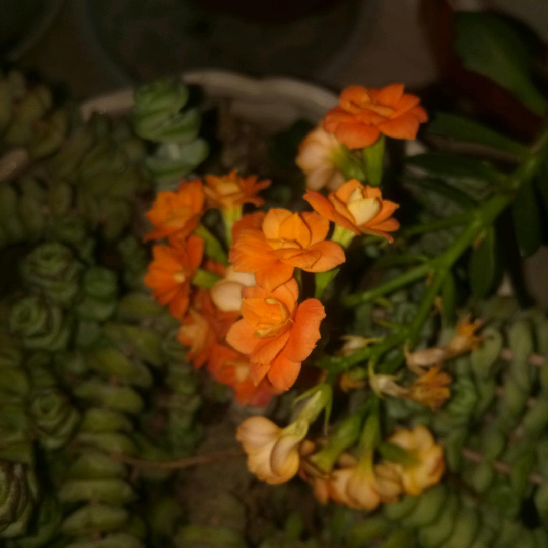 春天