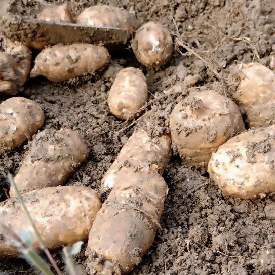 小草坝野生天麻