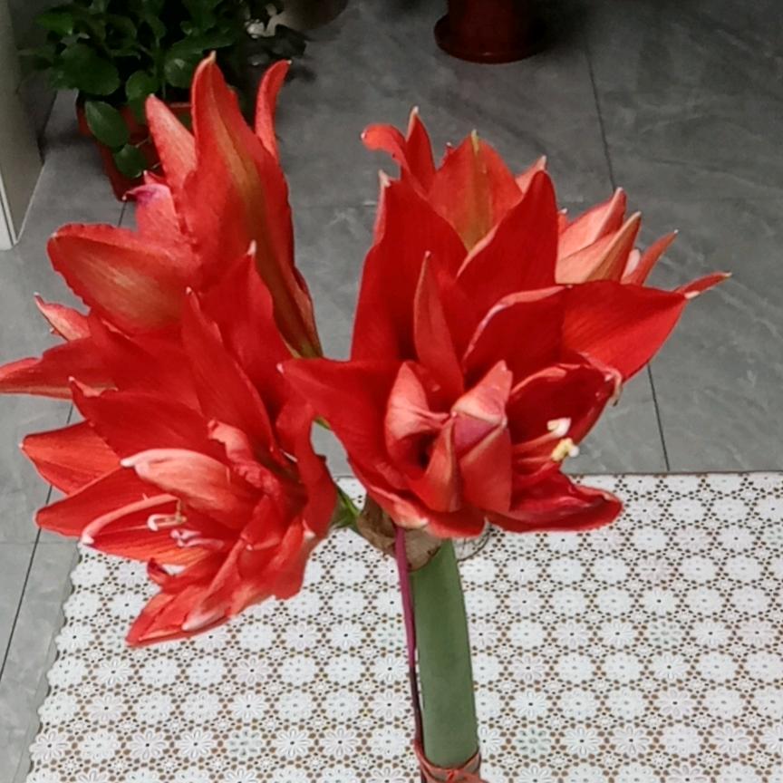 哈喽╰(*´︶`*)╯