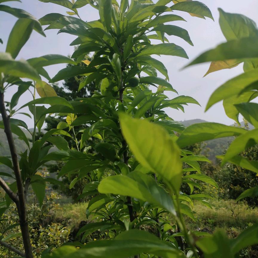 爱山爱水爱花草
