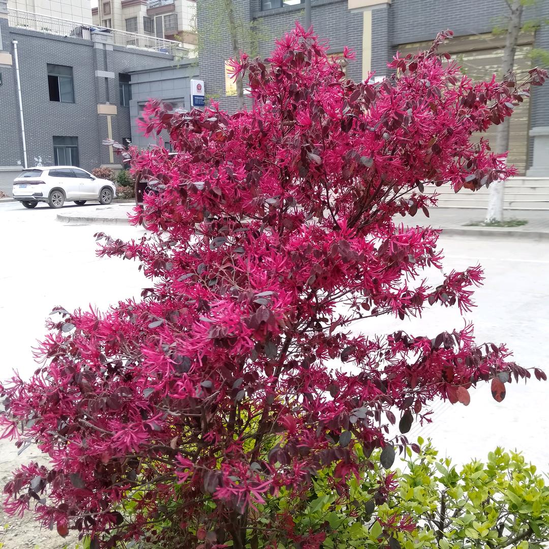 🥂运起🍷财来👺