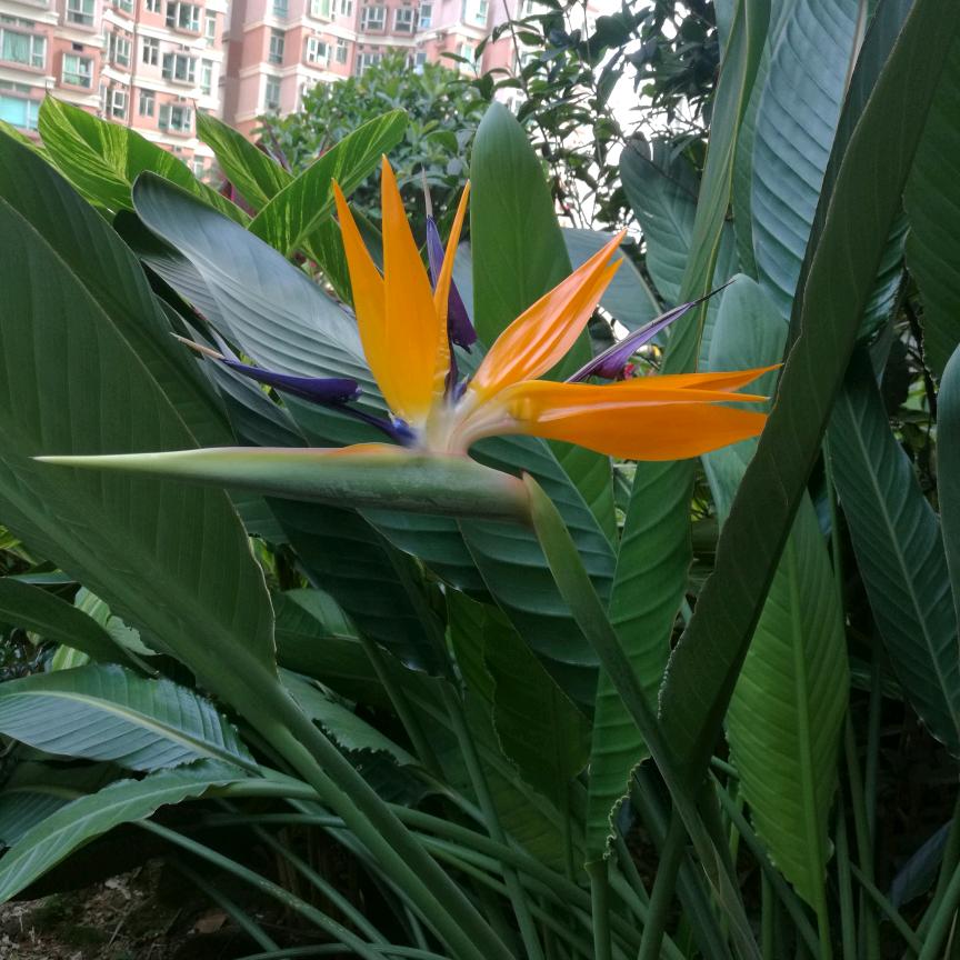 莲姐(王正的香港姐姐)OO7