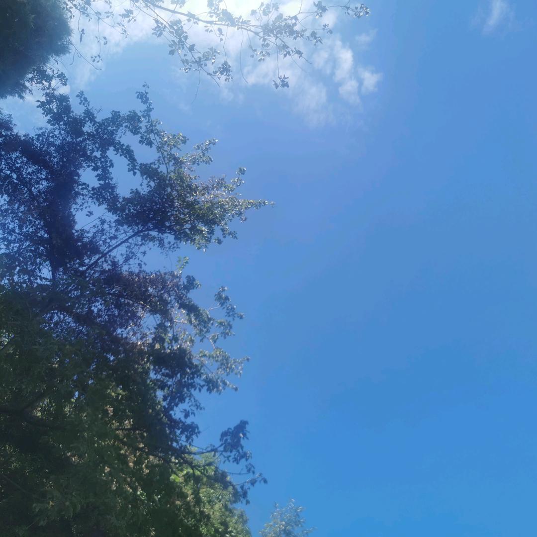 飘