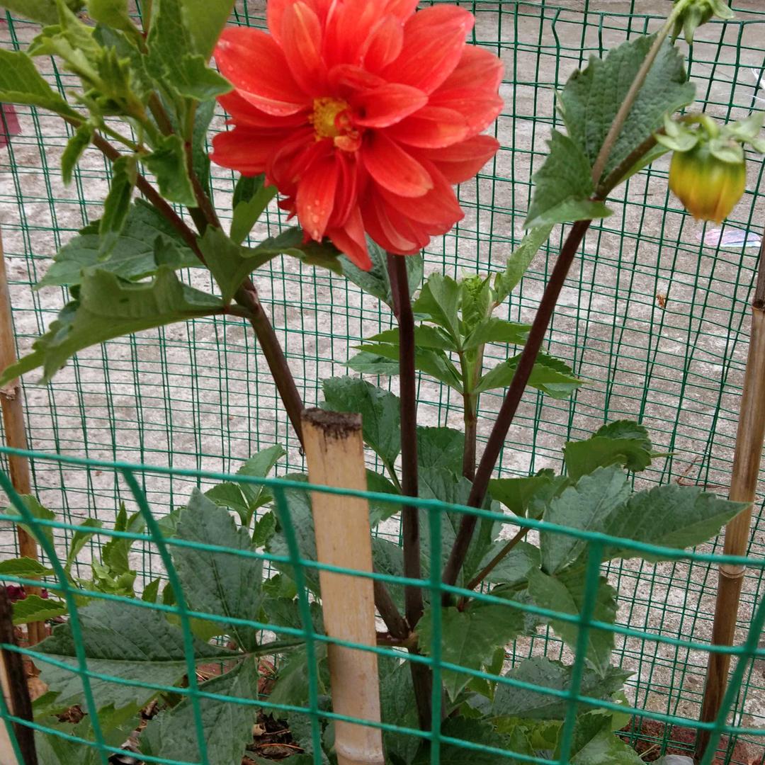 感恩父亲的爱777
