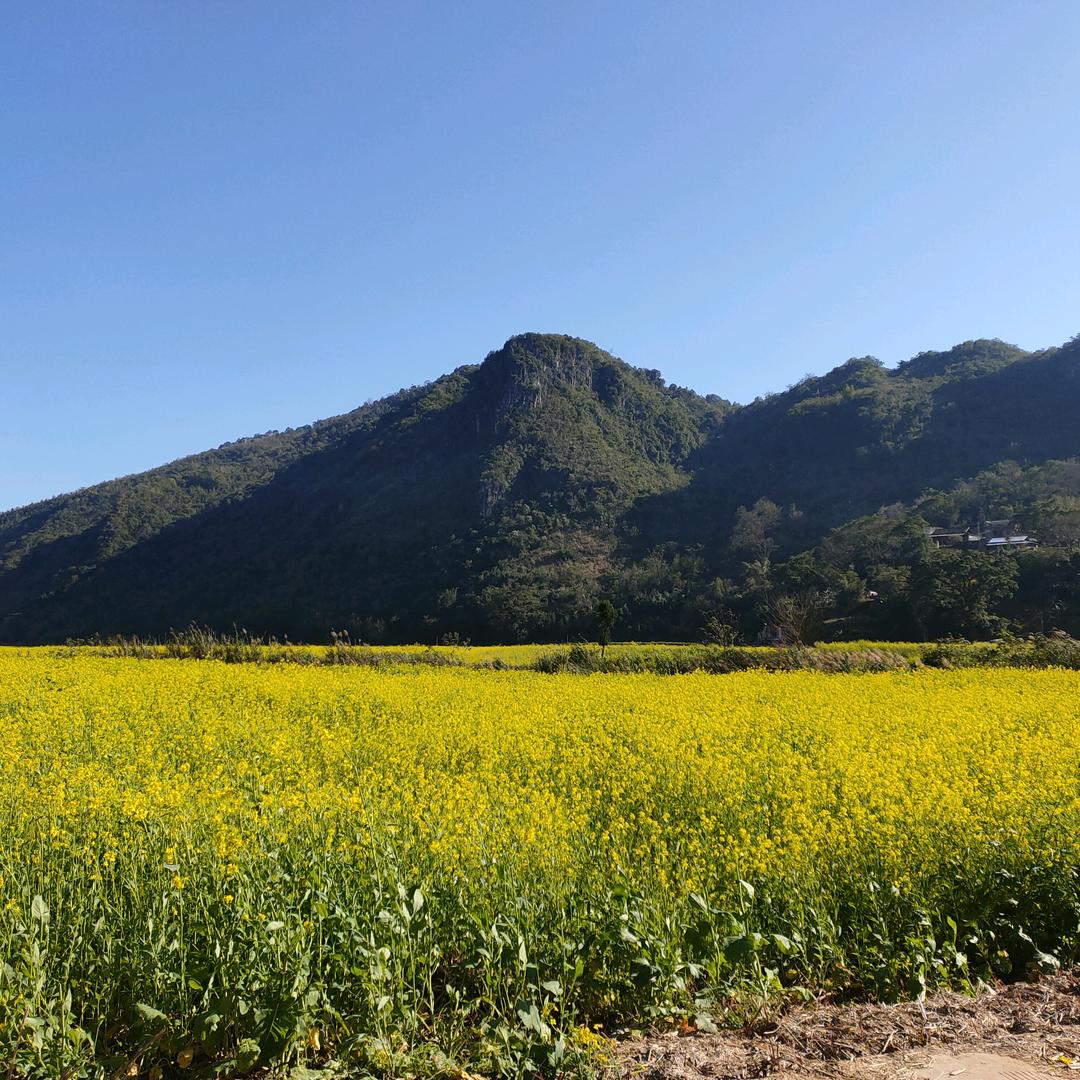 苏宁易购小花园店(陶桃)