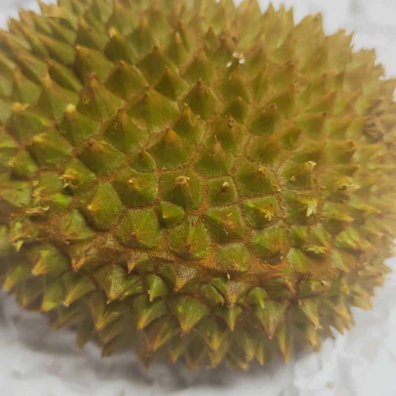 龙小鸭