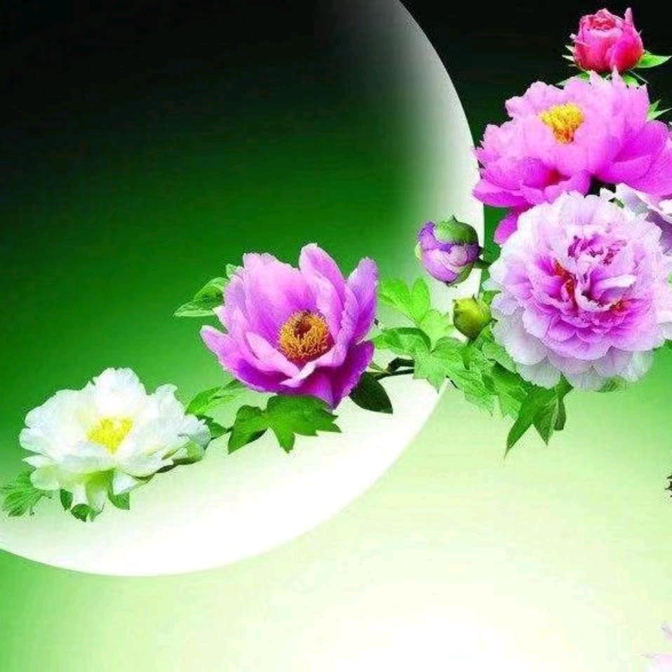 月照花林
