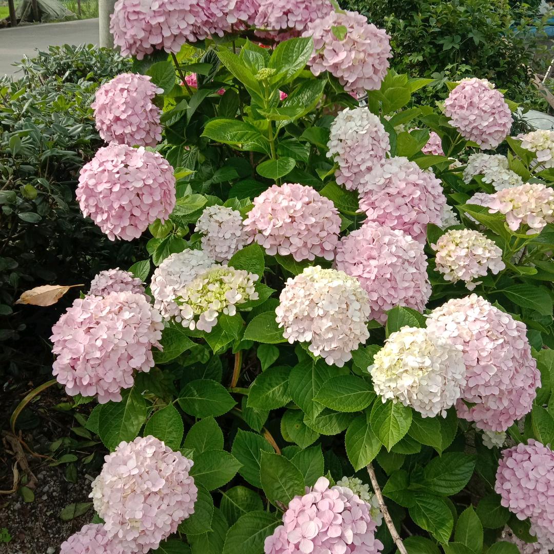 春春