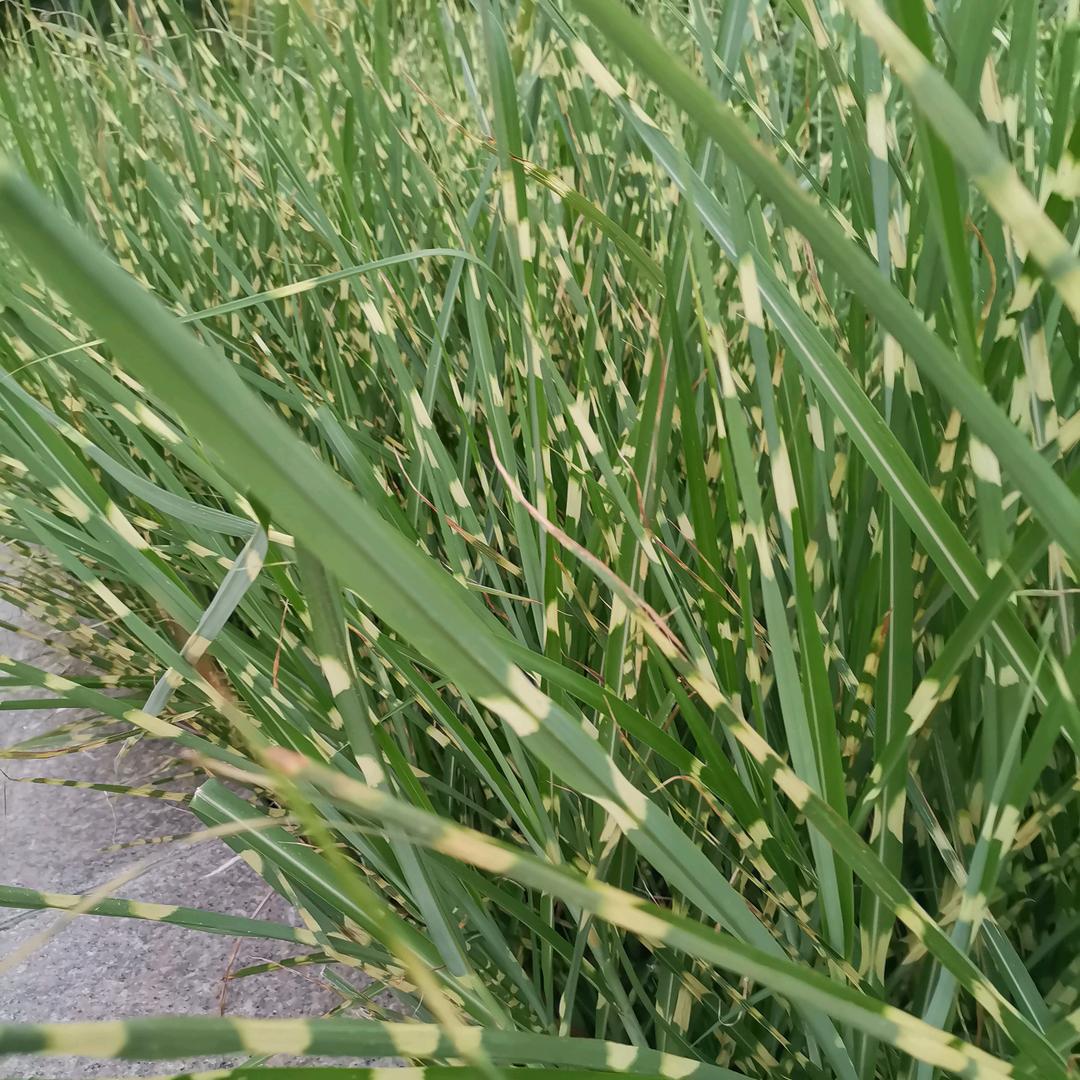 杰子