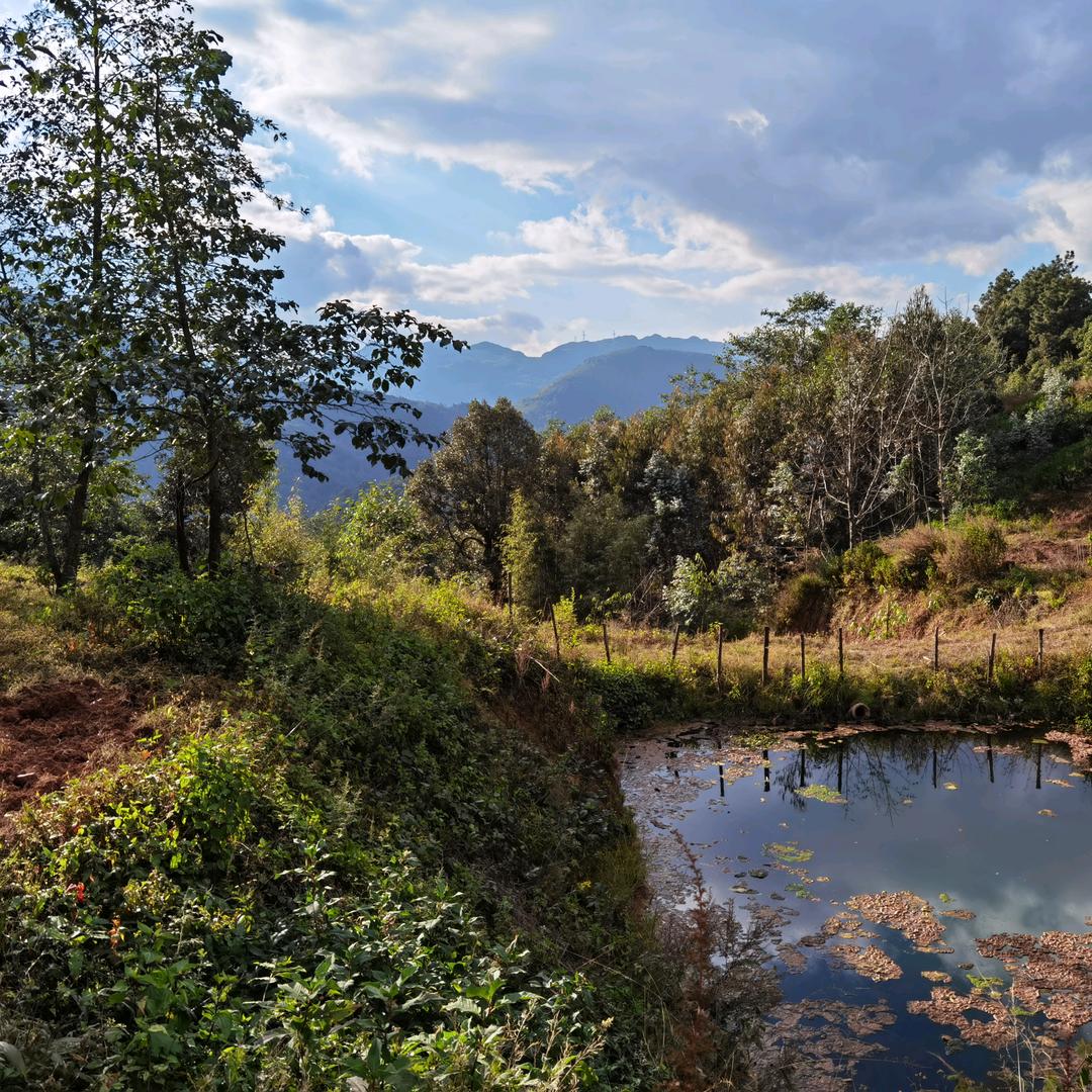 无色布 云南制茶人