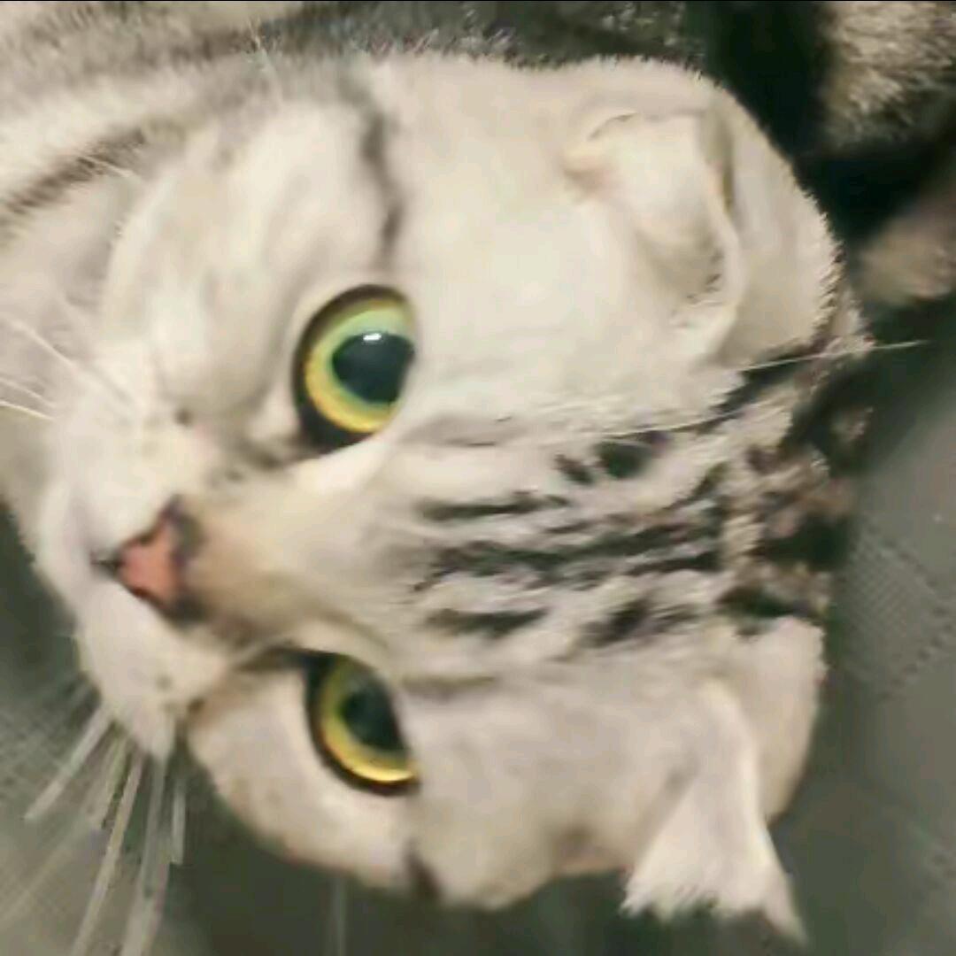 侧耳倾他