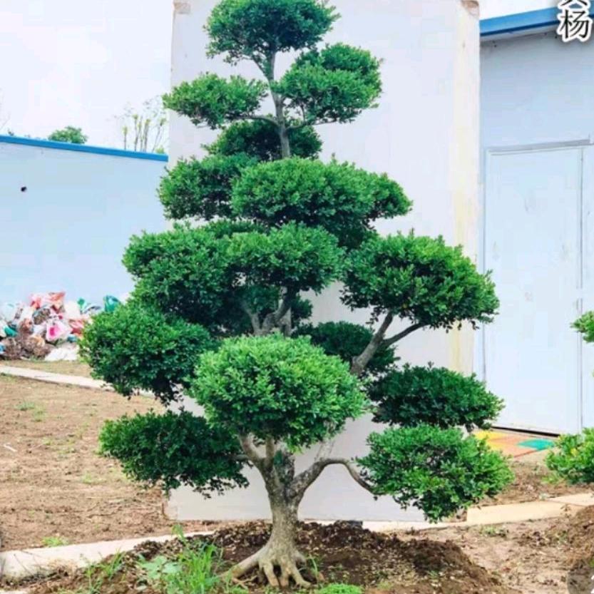 香飘满室