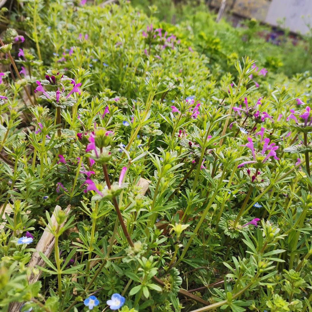 胖的不明显而已