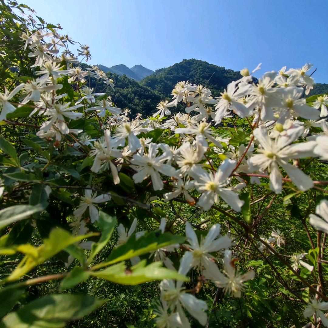 百里.伏牛