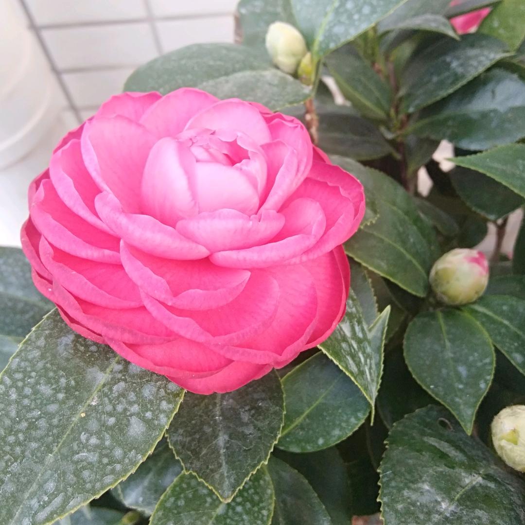 如果没如果