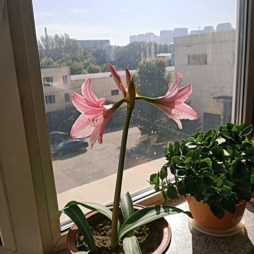 小红