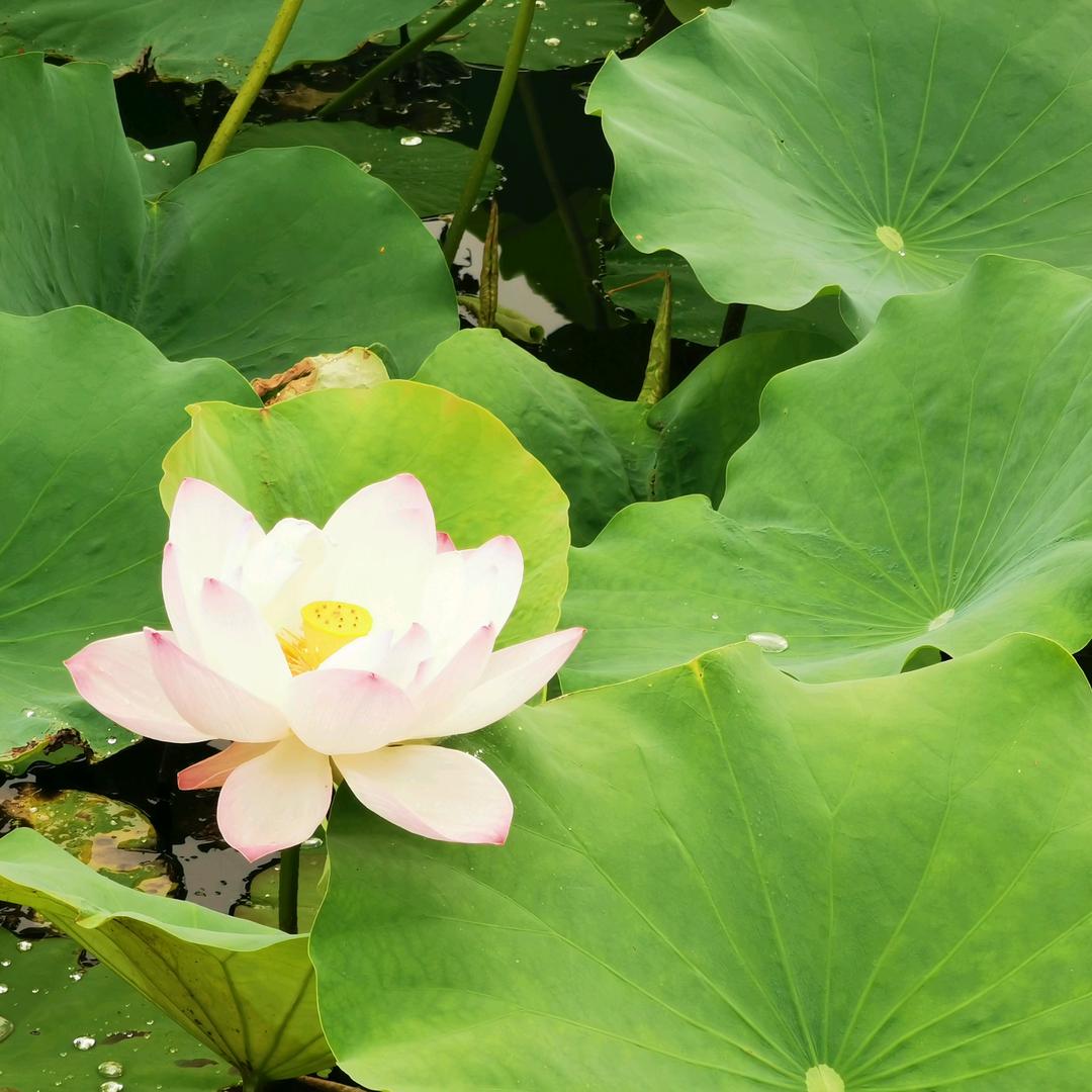 幸福的刘姐