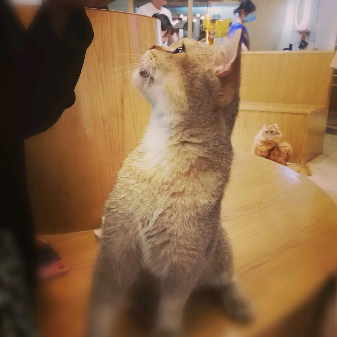 只喝无糖快乐水