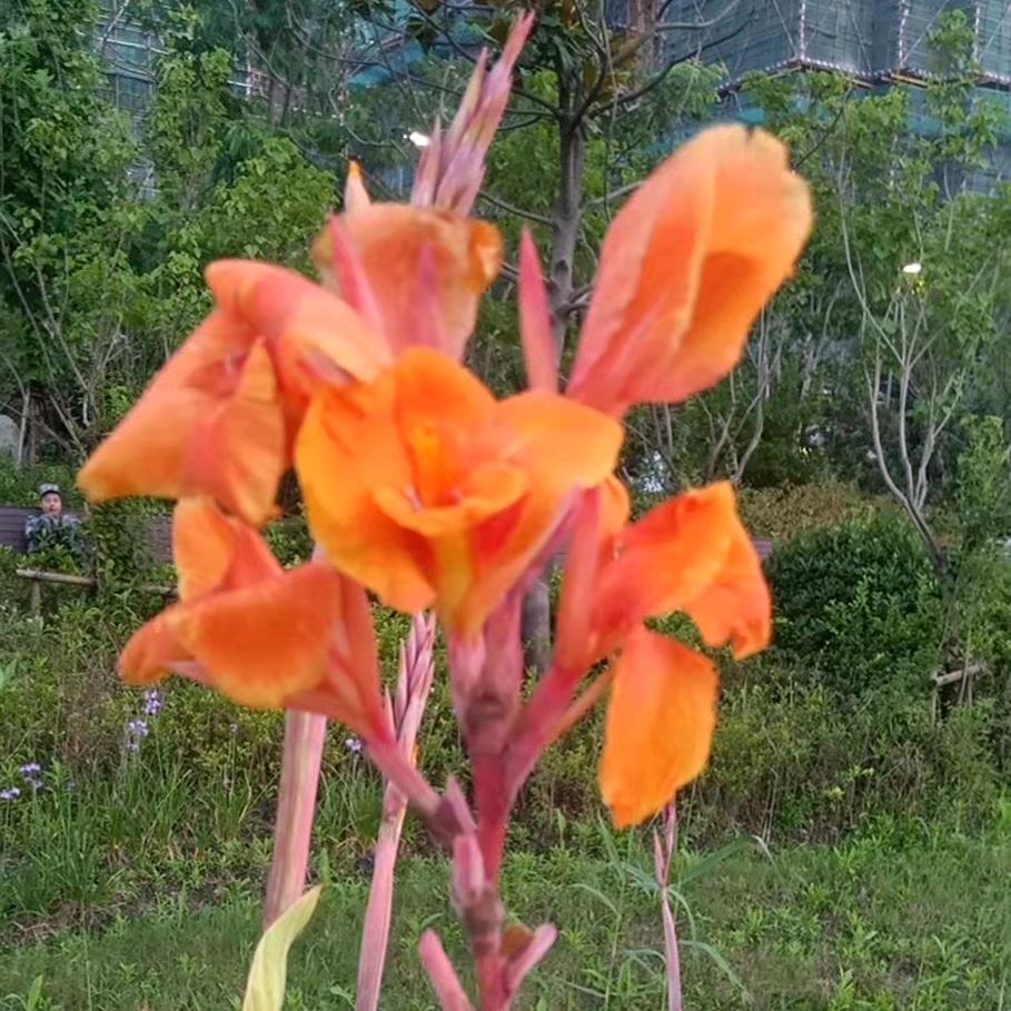 微笑的夕阳。