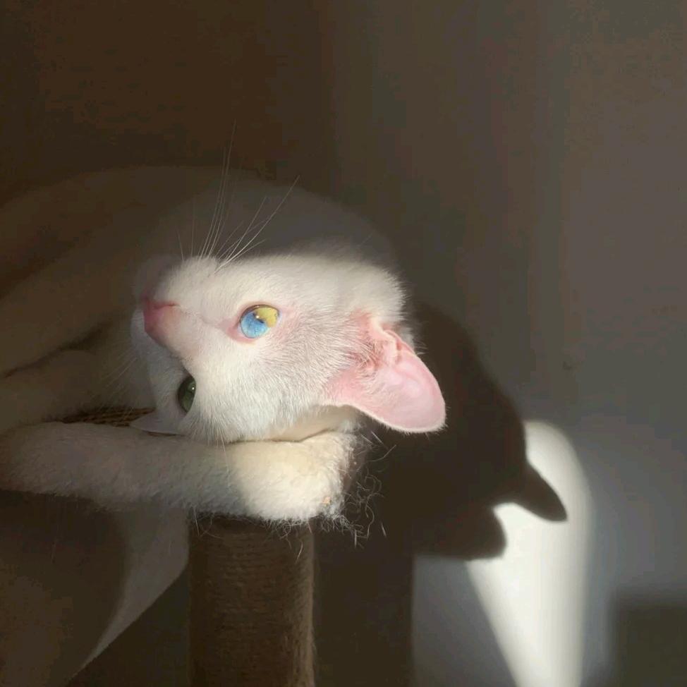 猫猫炮弹