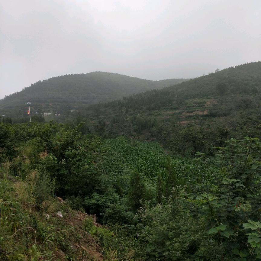 青春。