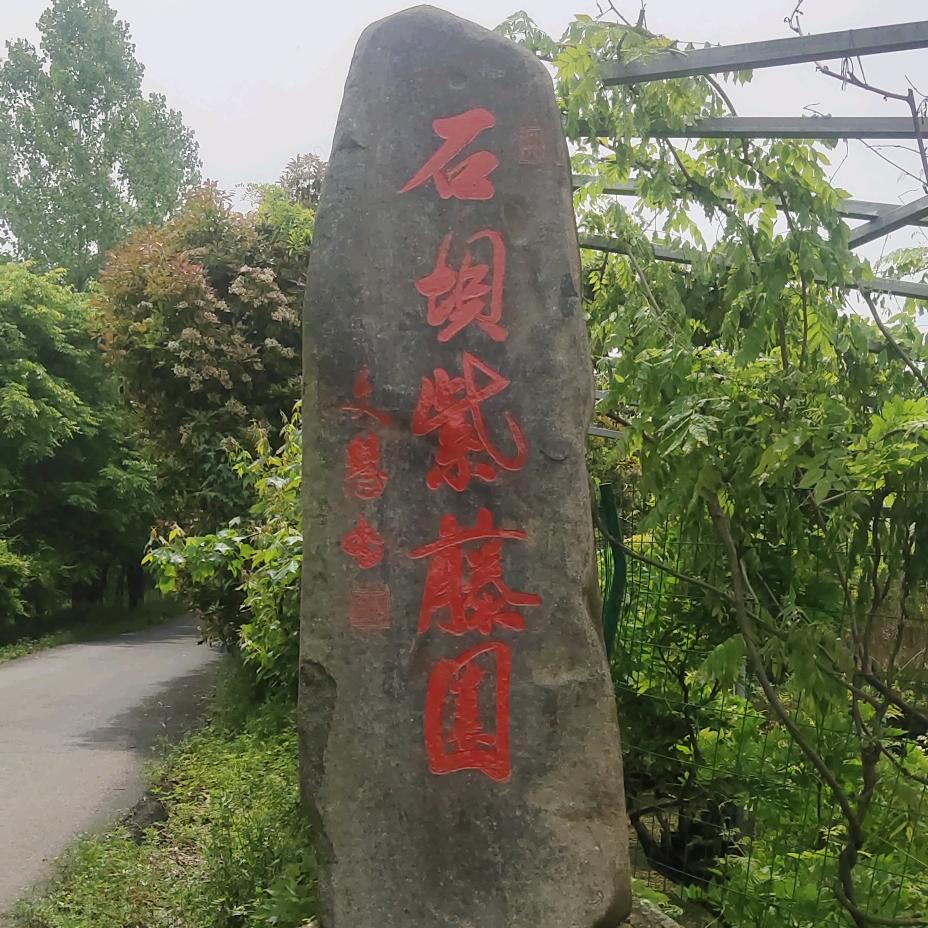 石坝紫藤园