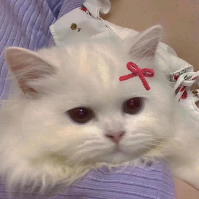 芋圆布丁🍮