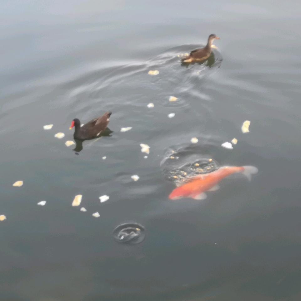 心有独钟！