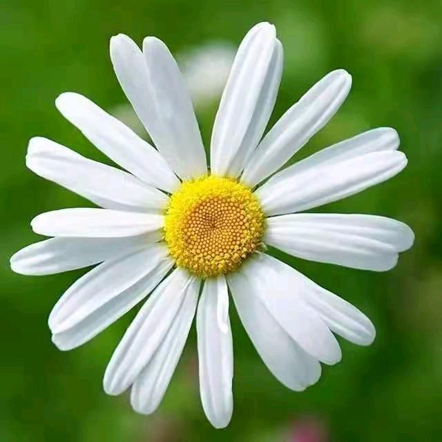 花好月圆