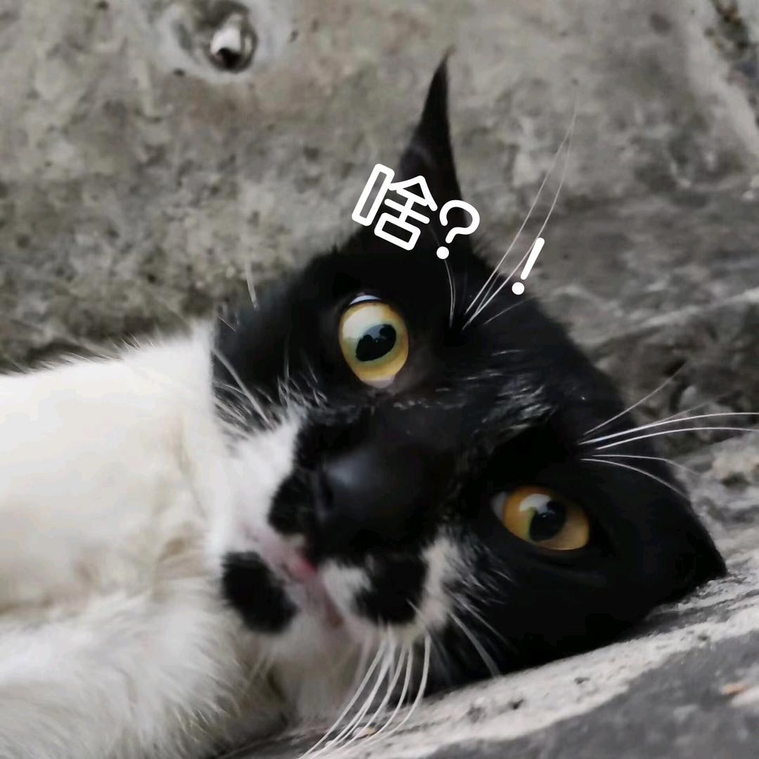 肥舟和佐子