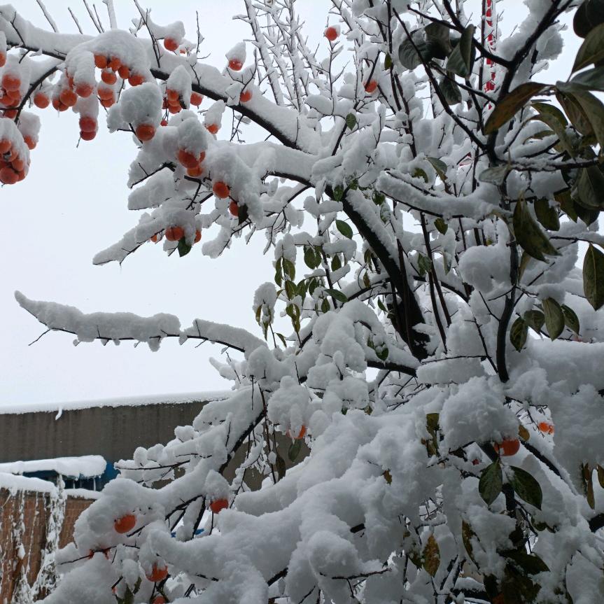 凝月殿的绵雪头像