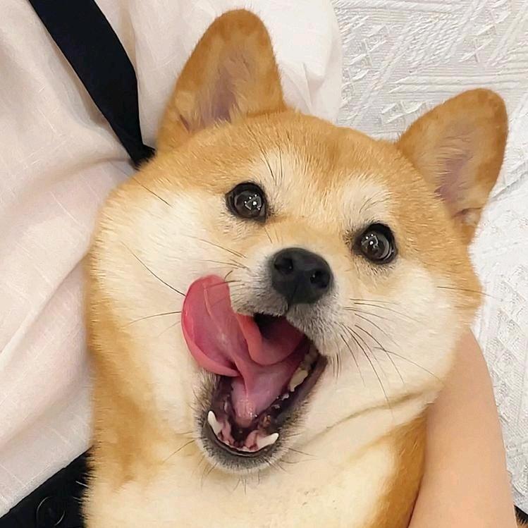 狗子来了