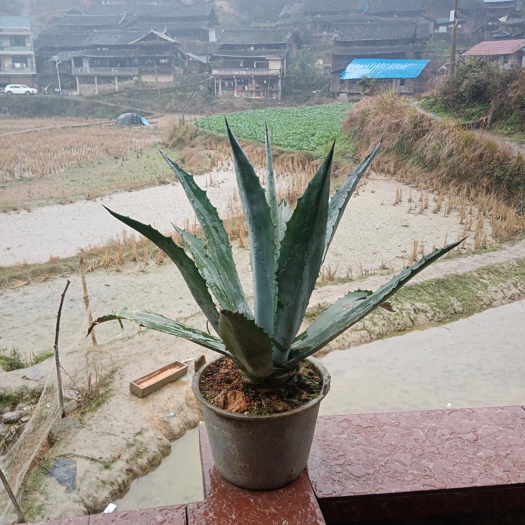 李哥