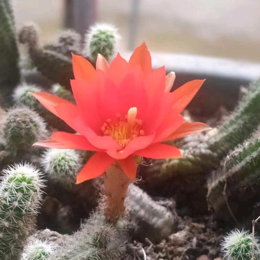 曾经的梦。。。。。