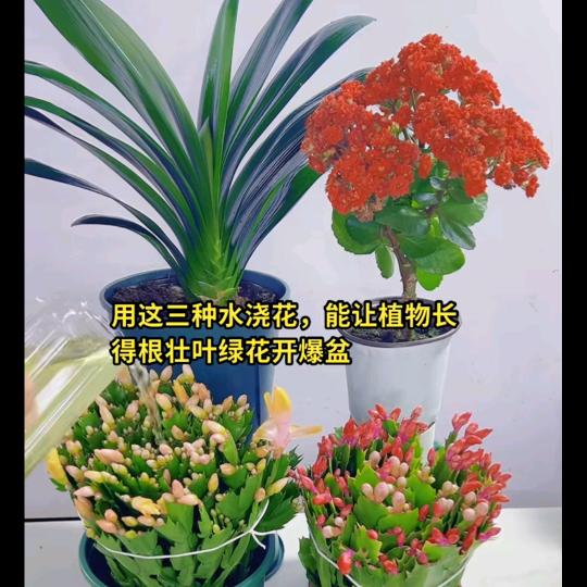 郧西县兴郧花坊花卉店