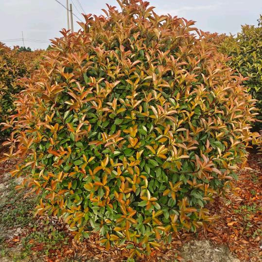 润景苗木52幢8号