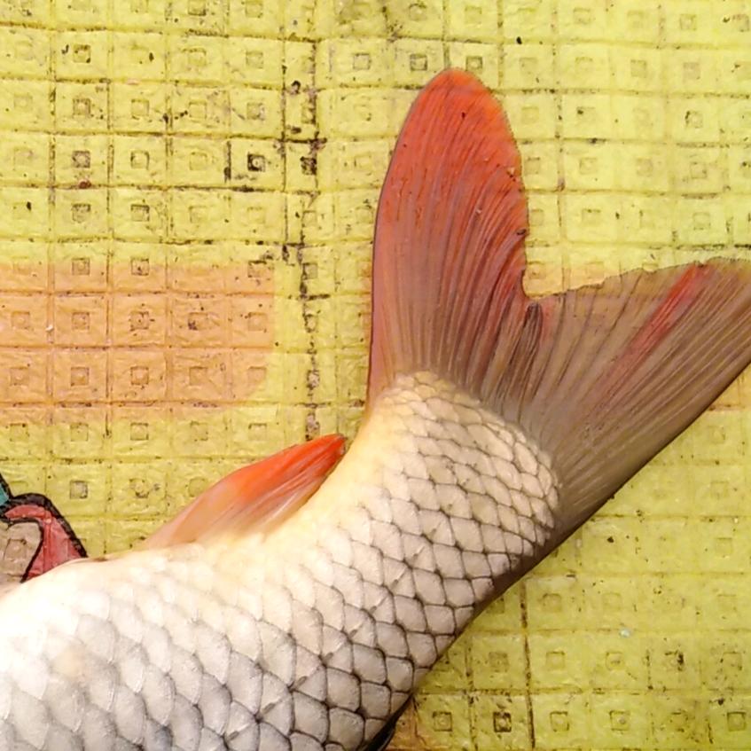 🐠顺子🐠农家乐🐠