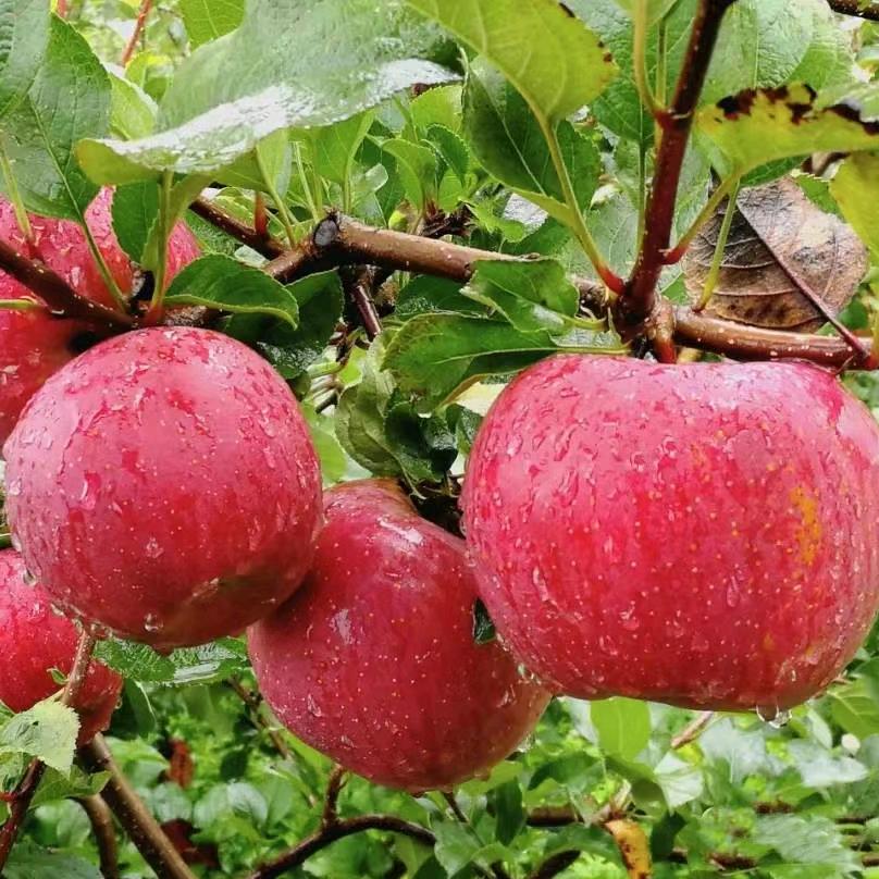 贵州威宁杨华苹果