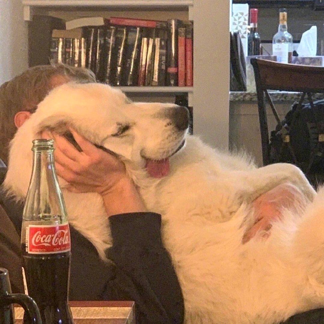 孟婆来碗加多宝