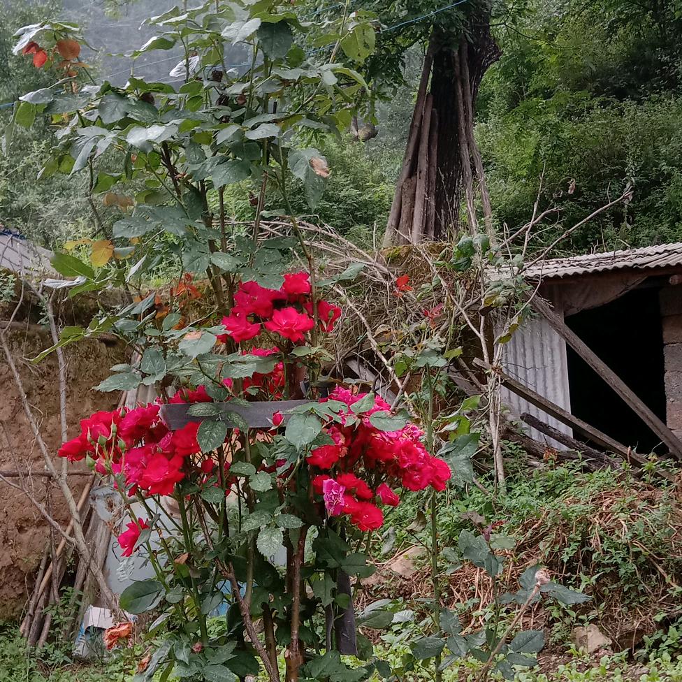 任建生