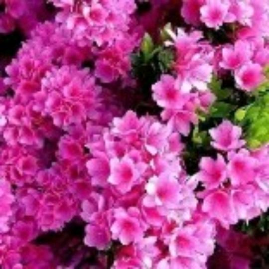 紫薇花