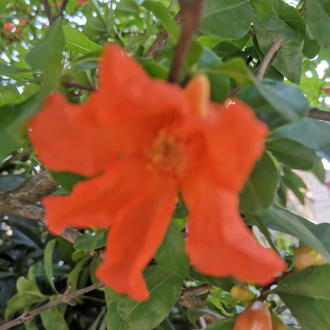春节快乐起