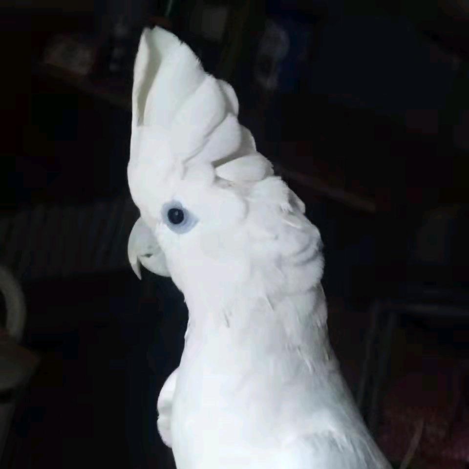 杨贺林凡