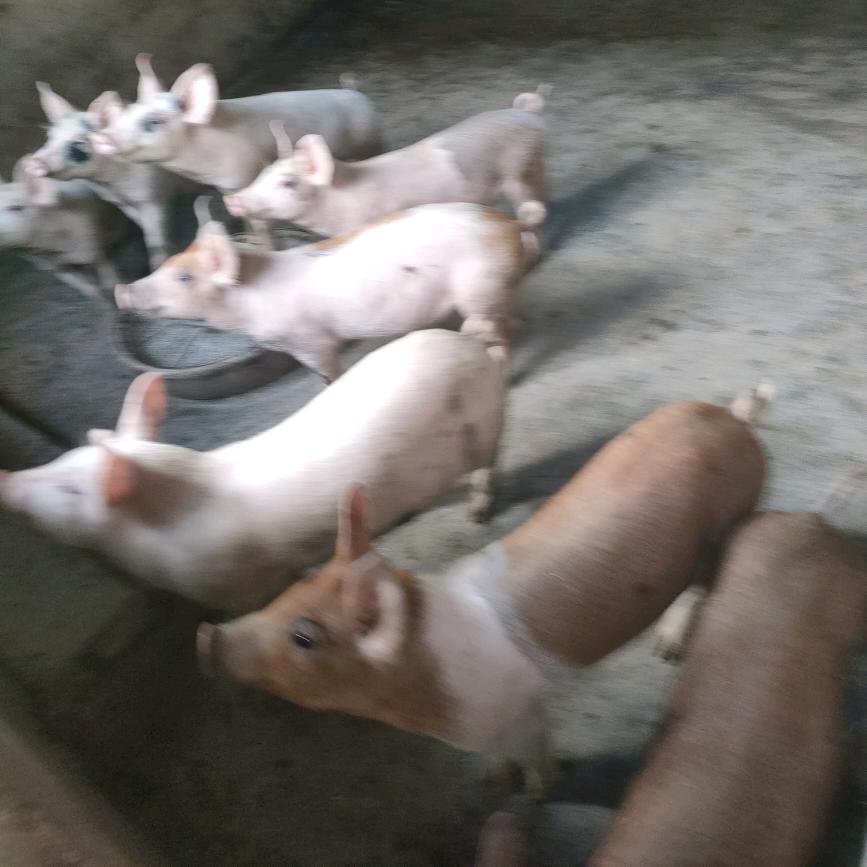 贵州猪中介郑刚