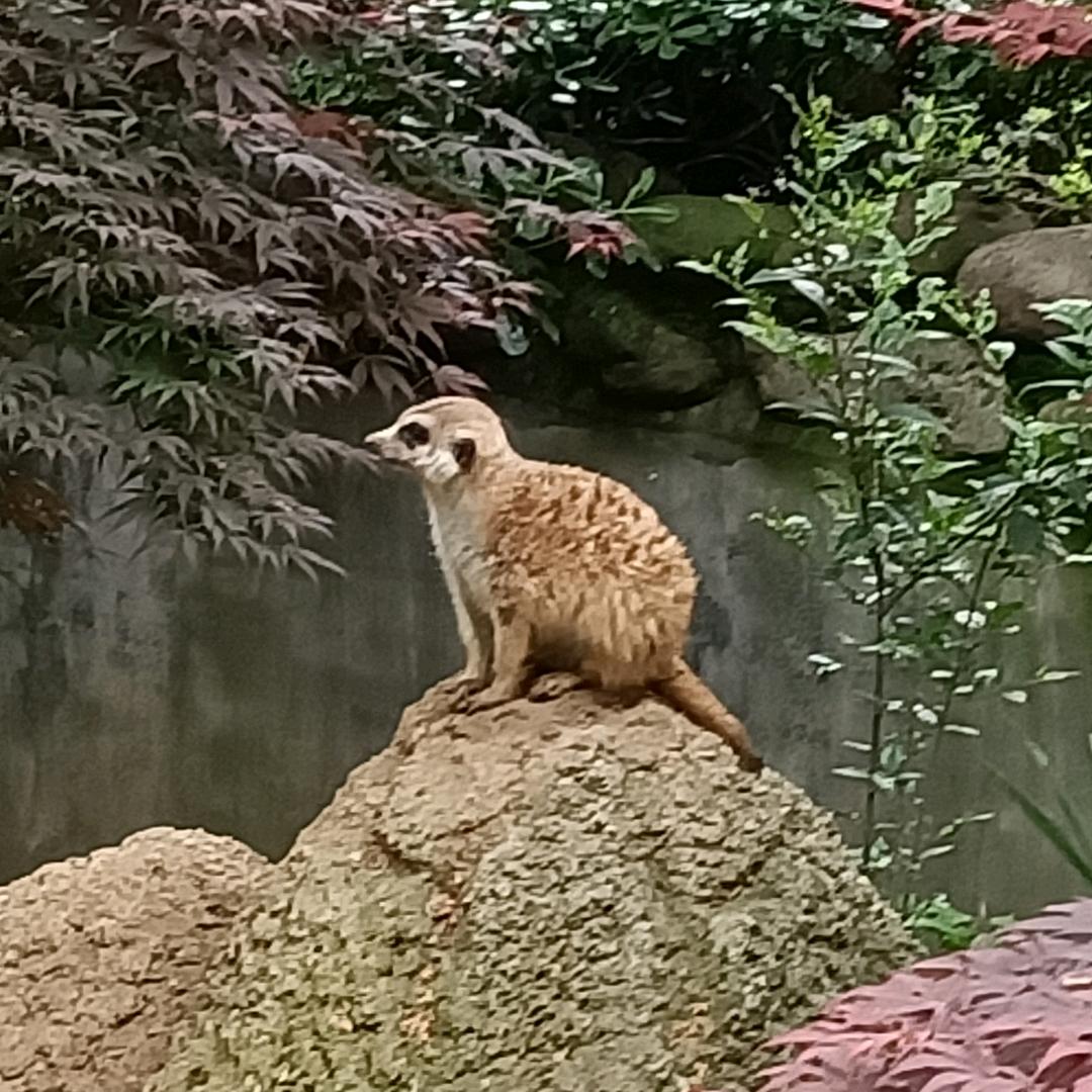 闲鱼