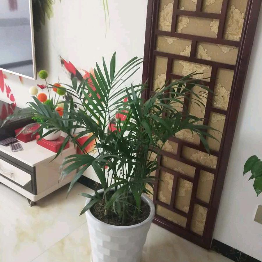 中老年服装